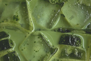 Matcha 101: Matcha for Dummies
